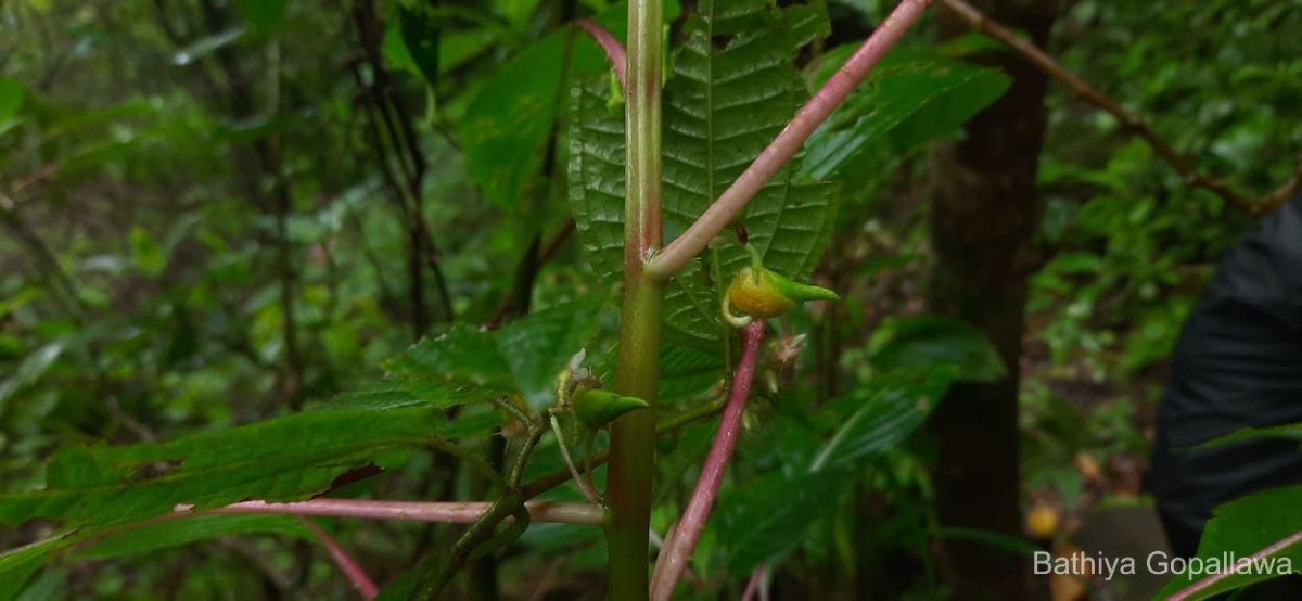 Impatiens taprobanica Hiern